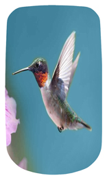 DAROYAL-028 Humming Bird 2